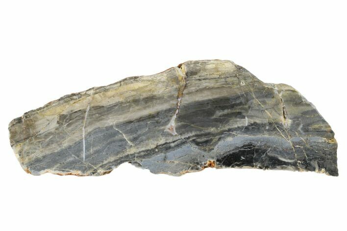 Polished Linella Avis Stromatolite - Million Years #180108